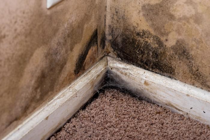 mold-corner-home.jpg