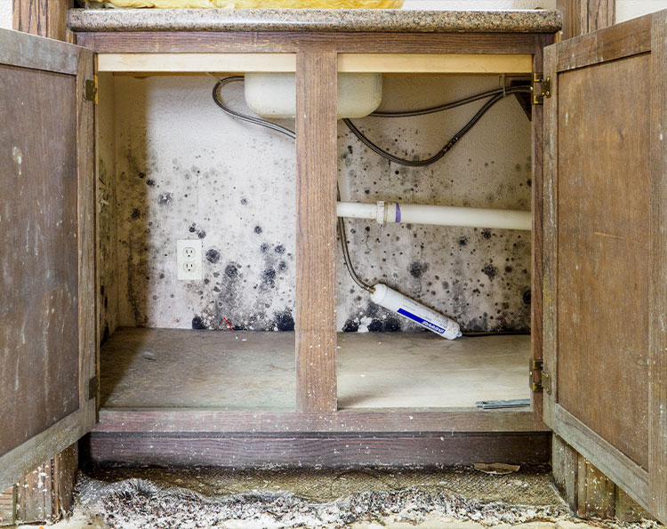 Is it Mold or Mildew?... Or is it Just Dirty?