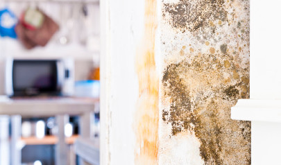 3 Things You Might Not Know About Mold | AdvantaClean