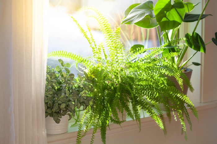 boston-fern