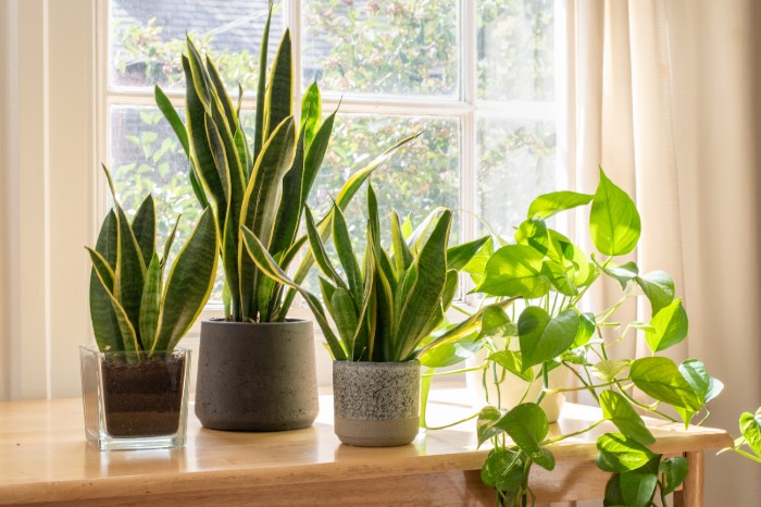 Can indoor plants clean the air? | AdvantaClean