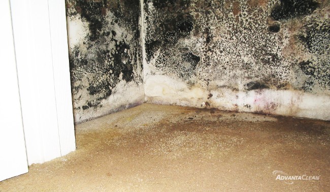 Mold_growth_in_home[1].jpg