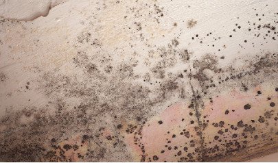 Mold in the workplace: All you need to know | AdvantaClean