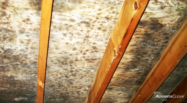 Dirty mold on attic