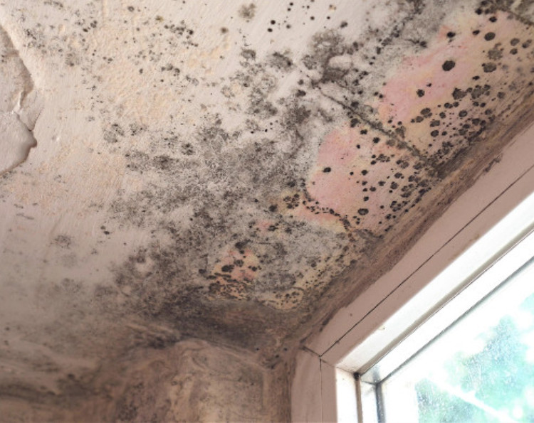 Where to Watch for Mold This Winter