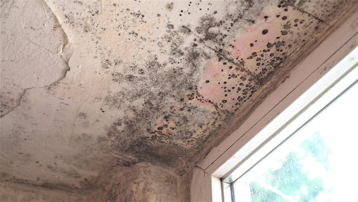 Mold on roof