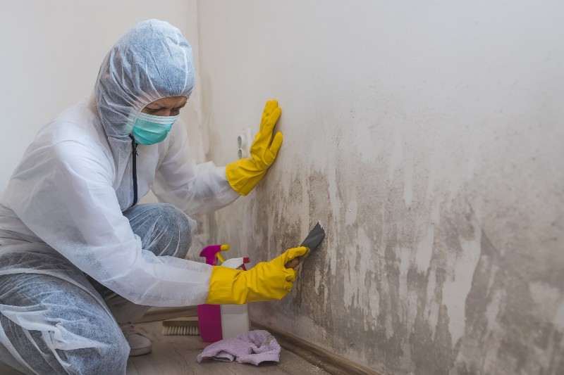 Mold cleaning by staff