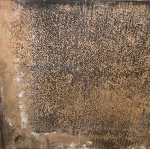 mold damage