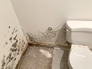 mold damage on wall 