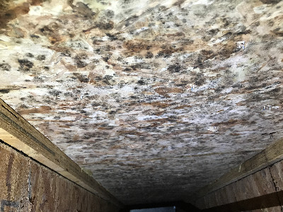 mold on wall