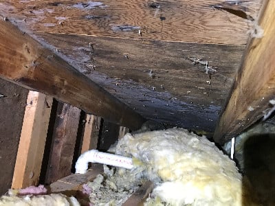 Dirty mold growth