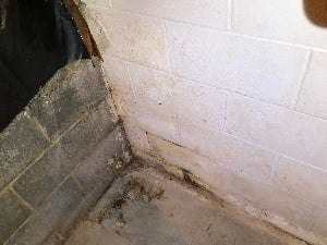 Mold on room walls