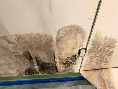 mold on wall