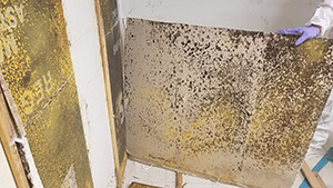 mold on wall