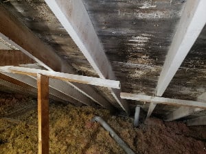 Black mold in white attic