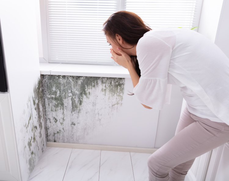 Does Mold Go Away in the Winter?