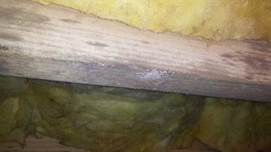 Microbial mold in crawl space