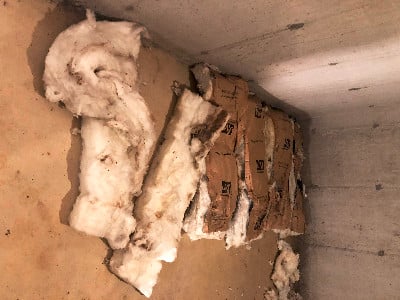 Moldy insulation 