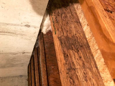 mold on wood 