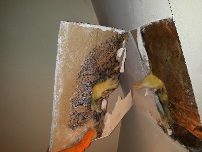 mold growth 