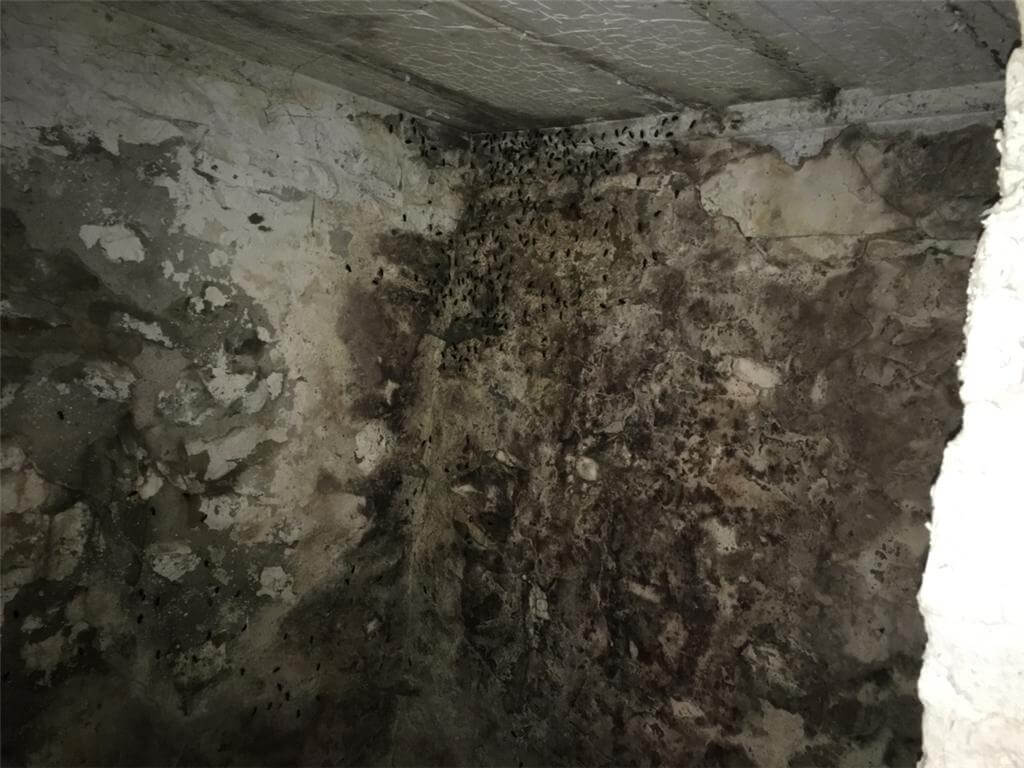 Mold growth in basement