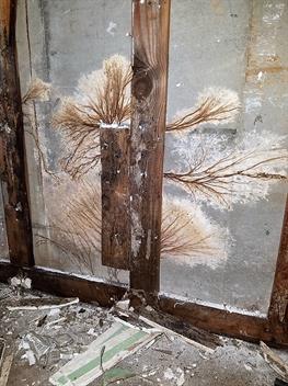 Mold growth on doors