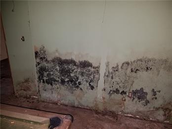 Dirty mold growth in basement