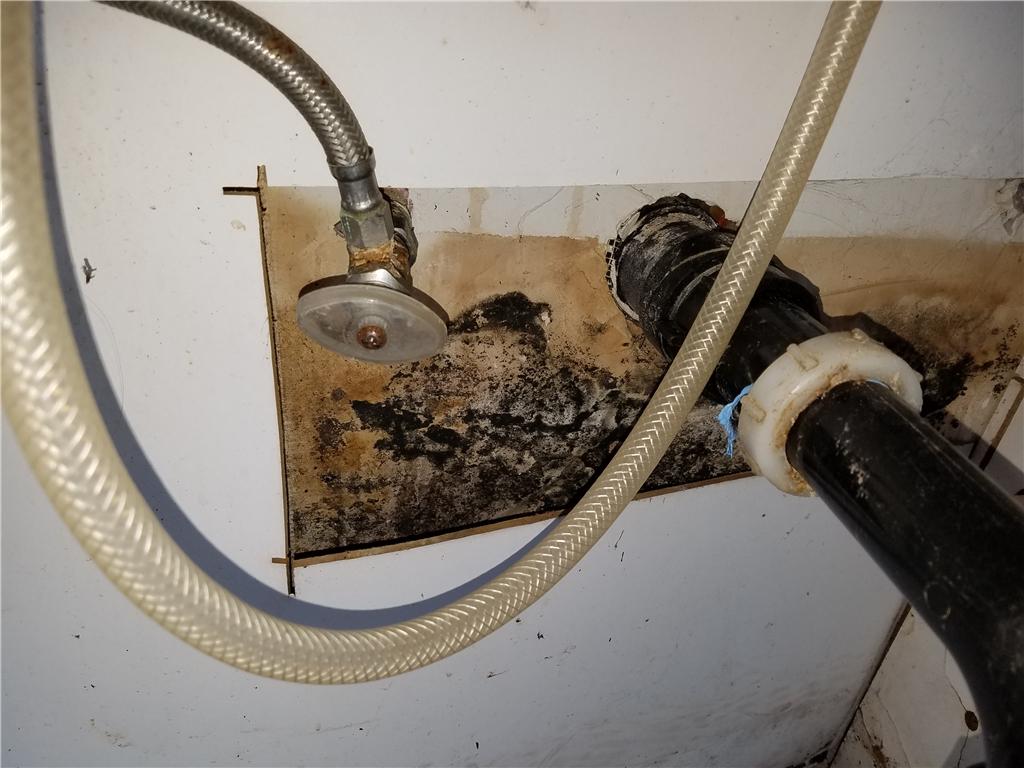 Mold growth in kitchen