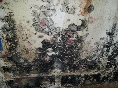 Before mold removal