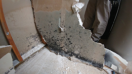 Mold growth due to water damage