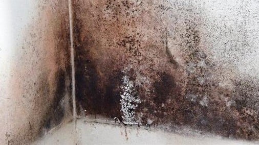 black mold