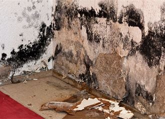 Mold on wall