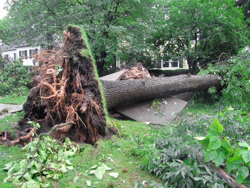 downed tree